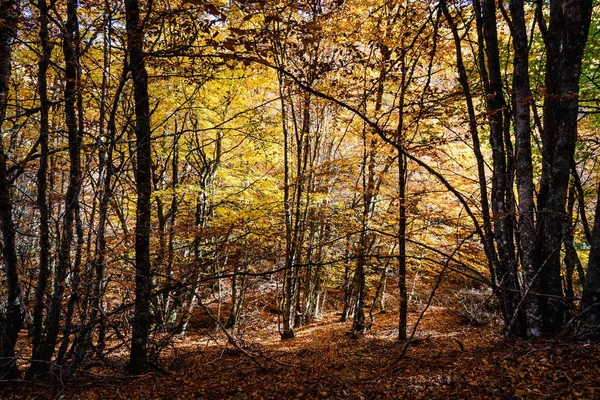 Piękny jesienny las bukowy — Zdjęcie stockowe