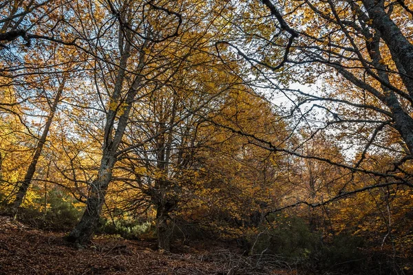 Vacker höstbokskog — Stockfoto