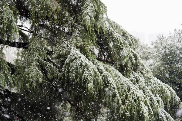 Çam dalı kar yağıyordu bir günde kapatın. Kış arka plan ile