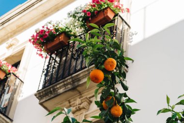 Renkli saksı ile dekore edilmiş balkon karşı portakal ağacı 