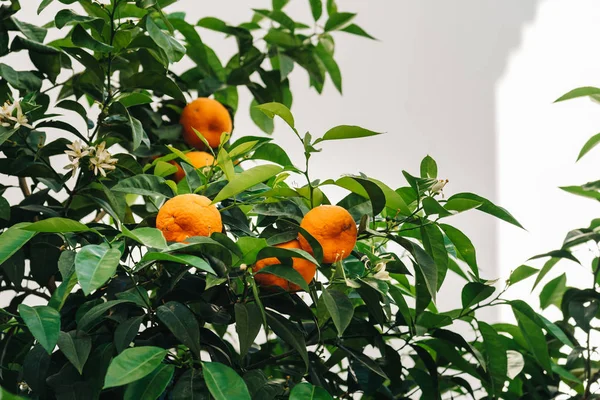 Low angle view of orange tree against white wall background in C — Stock Photo, Image