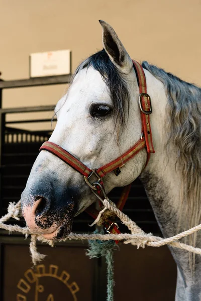 Közelkép a szép fejét a fehér andalúz verseny ló — Stock Fotó