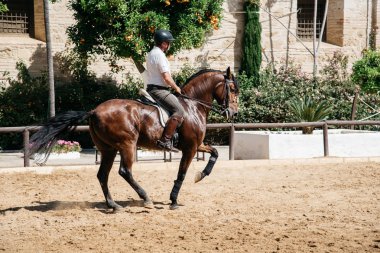 Bir kahverengi Endülüs Tarihi Royal St binicilik at binicisi
