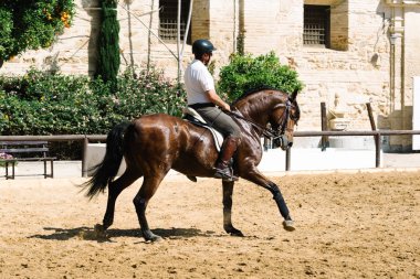 Bir kahverengi Endülüs Tarihi Royal St binicilik at binicisi