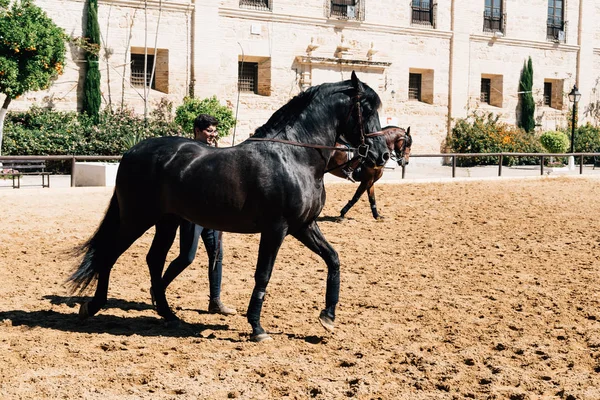 Andalúz ló vőlegény-Cordoba történelmi királyi istállók — Stock Fotó