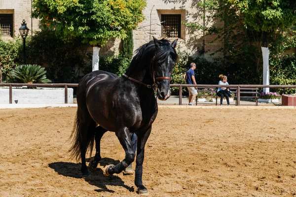Gyönyörű fekete Andalúz ló a történelmi királyi istállók Co — Stock Fotó