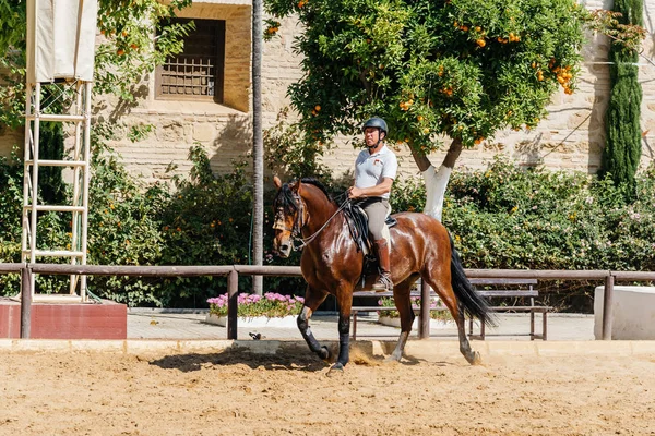 A történelmi királyi St barna andalúz lovaglás lovas — Stock Fotó