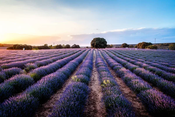 Lavender fields.  Summer sunset landscape in Brihuega — Stock Photo, Image