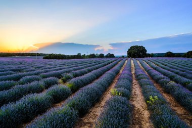 Lavanta tarlaları. Brihuega 'da yaz günbatımı manzarası