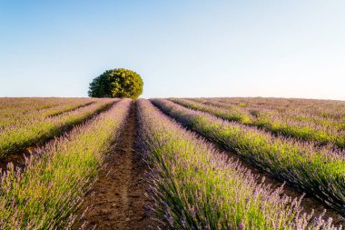 Lavanta tarlaları. Brihuega 'da yaz günbatımı manzarası
