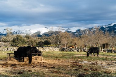 Dağları kar karşı otlatma hayvancılık şapkalı