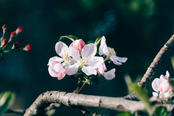 Nahaufnahme eines Straußes von Baumblumen im Garten — Stockfoto