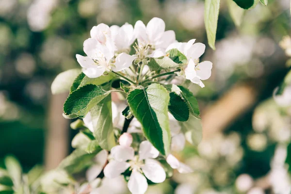 Nahaufnahme eines Straußes weißer Blumen im Garten. — Stockfoto