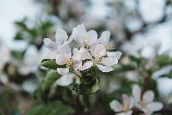 Nahaufnahme eines Straußes weißer Blumen im Garten. — Stockfoto