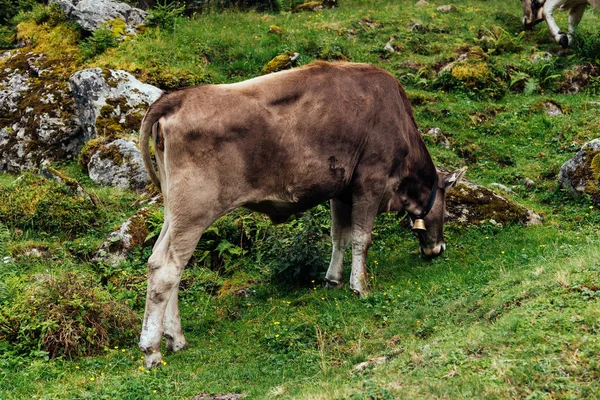 Pascolo di mucca nella valle alpina — Foto Stock