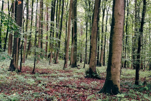 Faia europeia, Fagus sylvatica, bosques em Rugen Island — Fotografia de Stock