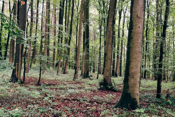 Avrupa kayın ağacı, Fagus sylvatica, Rugen Adası 'nda ormanlık.