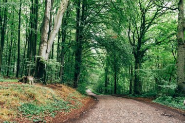 Rugen Adası 'ndaki kayın ormanlarının ıssız yollarında