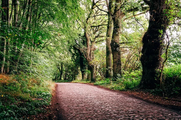 Caminho solitário na floresta de faia em Rugen Island — Fotografia de Stock