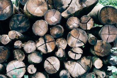 Kesik ağaç gövdelerinden oluşan bir yığının tam çerçevesi. Avrupa kayın ağacı. Doğadaki ağaç kütükleri. Arkaplan ve dokular