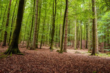 Woodland area of Granitz with European beech, Fagus sylvatica, and sessile oak, Quercus petraea in Rugen Island clipart