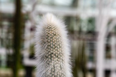 Close up view of Cleistocactus Strausii, commonly known as the silver torch or wooly torch, a cactus native to Argentina and Bolivia clipart