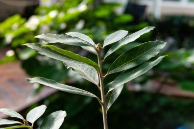 Laurus novocaniensis ağacının yapraklarını kapat