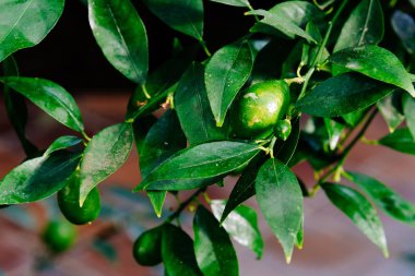 Clivia Nobilis ya da yeşil uçlu orman zambağının yakın görüntüsü