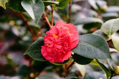Kamelya Japonica, Japon kamelyası ya da tsubaki 'ye yakından bakıldığında, Kamelya cinsinin bir türüdür. Bazen kış gülü olarak da bilinir, Theaceae ailesine aittir.