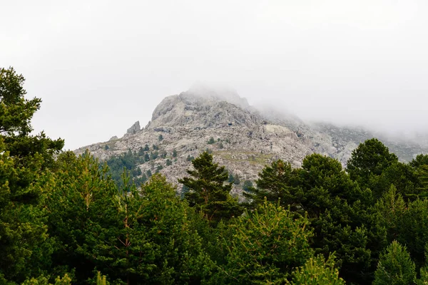 Мальовничий вид на гірський ландшафт і сосновий ліс в туманний день — стокове фото