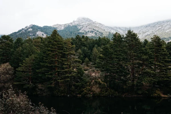 Puslu bir günde dağ manzarası ve çam ormanı. — Stok fotoğraf