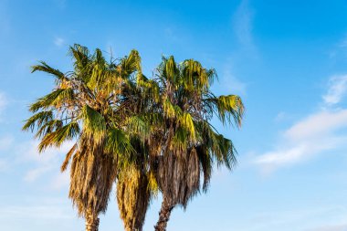Avuçlar mavi gökyüzü arka planına karşı. Yaz konsepti
