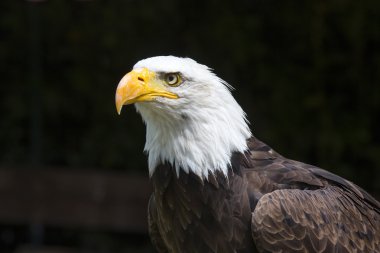 Güzel Kuzey Amerika kel kartal