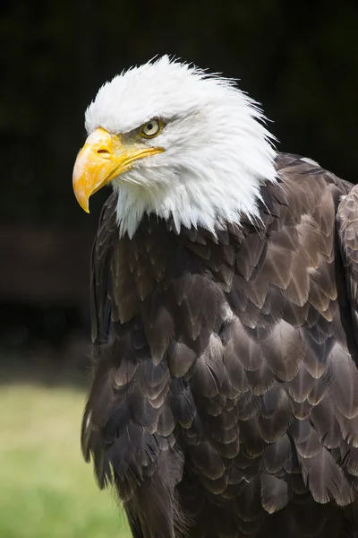 美丽的北美秃头鹰 — 图库照片