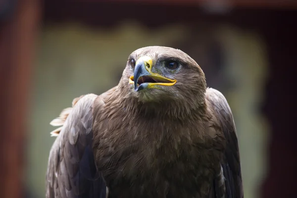 Steppe Eagle, Aquila nipalensis, detalle de cabeza de águila . — Foto de Stock