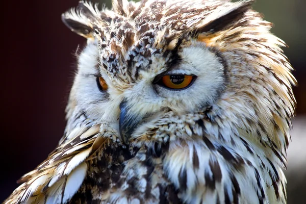 Porträt des eurasischen Uhus (bubo bubo) — Stockfoto