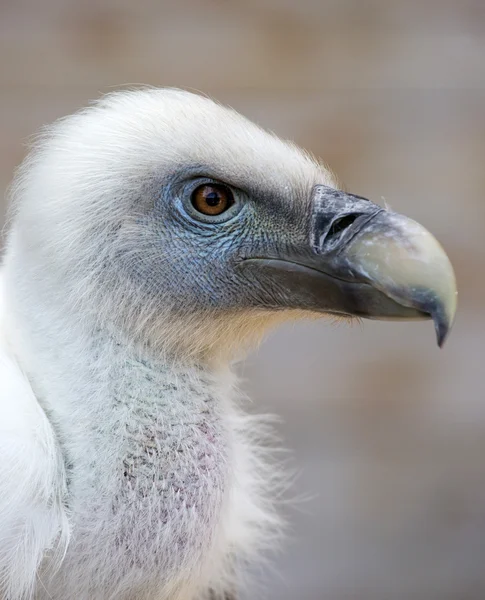 Portrait of a young white vulture — Stock Photo, Image