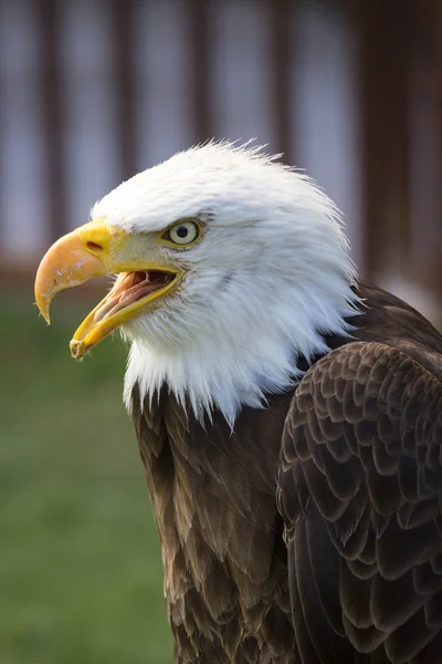 Águia careca norte-americana bonita — Fotografia de Stock