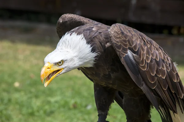 Hermoso águila calva norteamericana Imagen De Stock