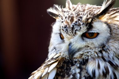 Avrasya kartal baykuş (bubo bubo portresi)