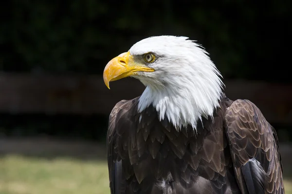 Schöner nordamerikanischer Weißkopfseeadler — Stockfoto