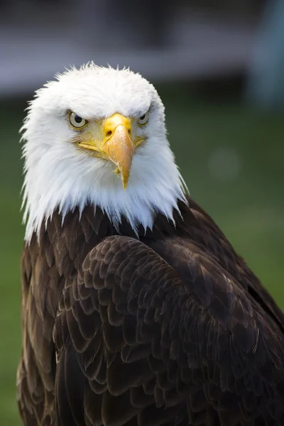 Águia careca norte-americana bonita — Fotografia de Stock