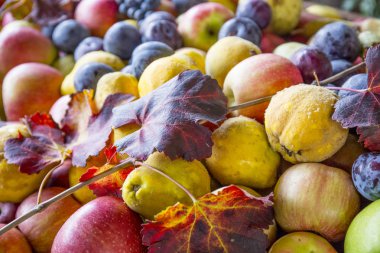 Sonbahar meyve. Armut, elma ve üzüm. Sonbaharda hasat