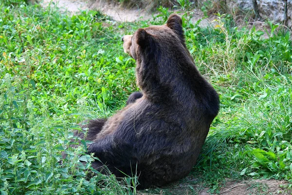 An hungry big brown bear in the zoo — Stock Photo, Image