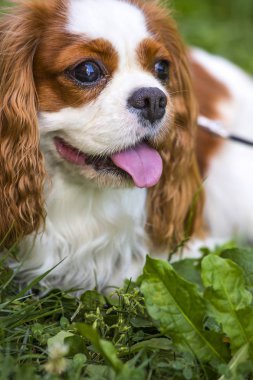 Güzel düşüncesiz kral şarlatan İspanyol çim arka planda