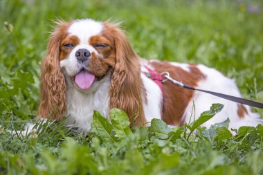 Güzel düşüncesiz kral şarlatan İspanyol çim arka planda