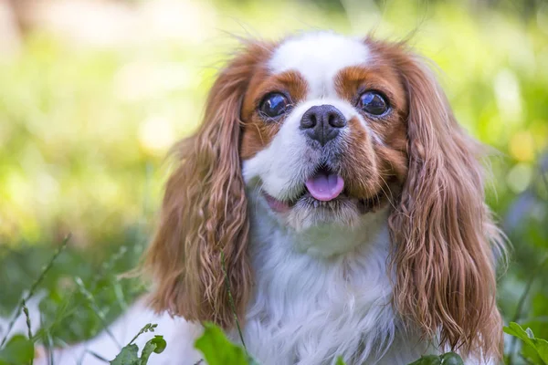 Beau cavalier roi charles épagneul dans le fond de l'herbe — Photo