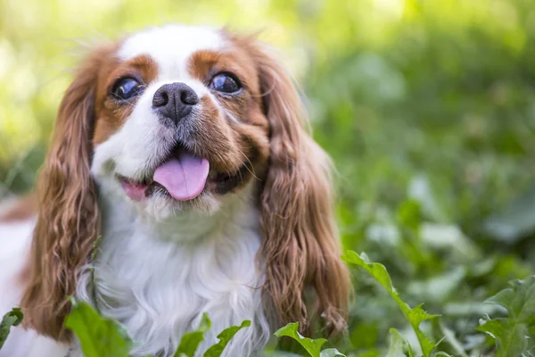 Beau cavalier roi charles épagneul dans le fond de l'herbe — Photo