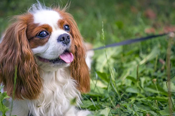 Güzel düşüncesiz kral şarlatan İspanyol çim arka planda
