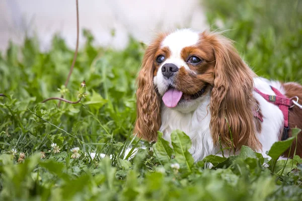 Mooie cavalier king charles spaniël op het gras-achtergrond Stockfoto